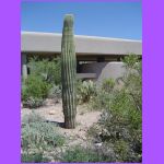 Saguaro 2.jpg